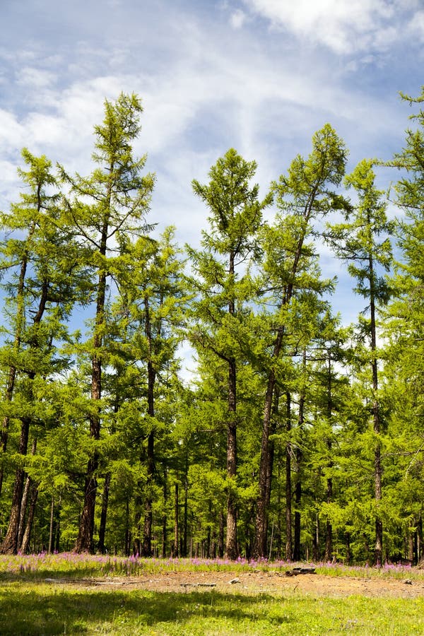 Les forêts du nord de la Mongolie image stock Les forêts du nord de la Mongolie image stock