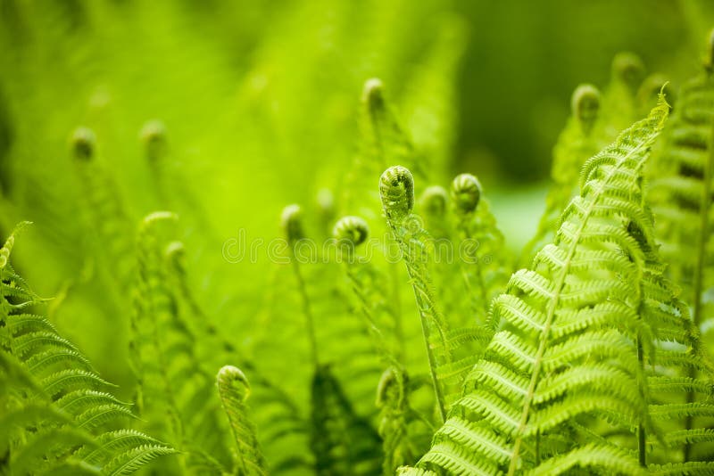 Les fougères de Beautyful laisse à feuillage vert le backgro floral naturel de fougère photo stock