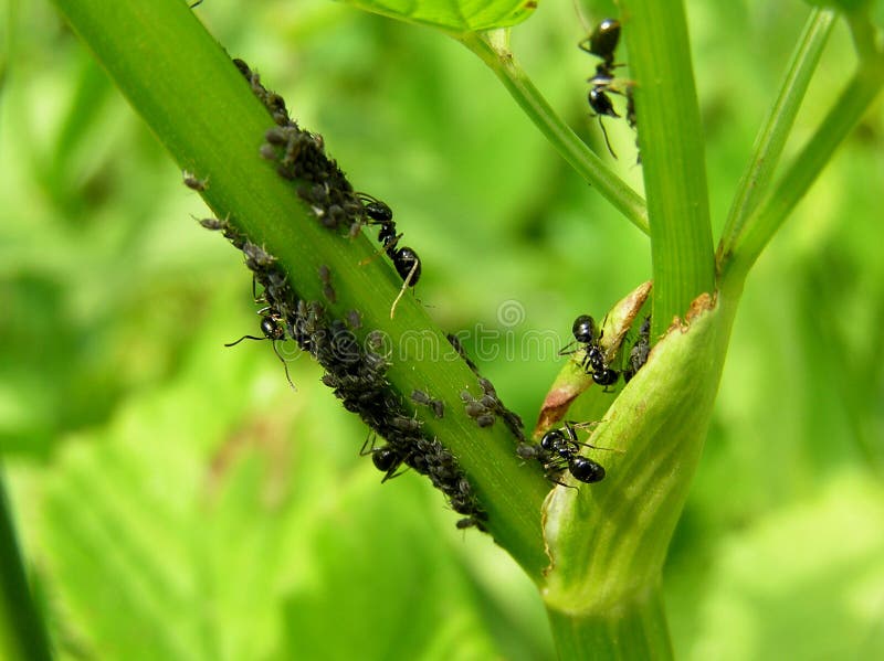 Les fourmis mangent des aphis photo stock Les fourmis mangent des aphis photo stock