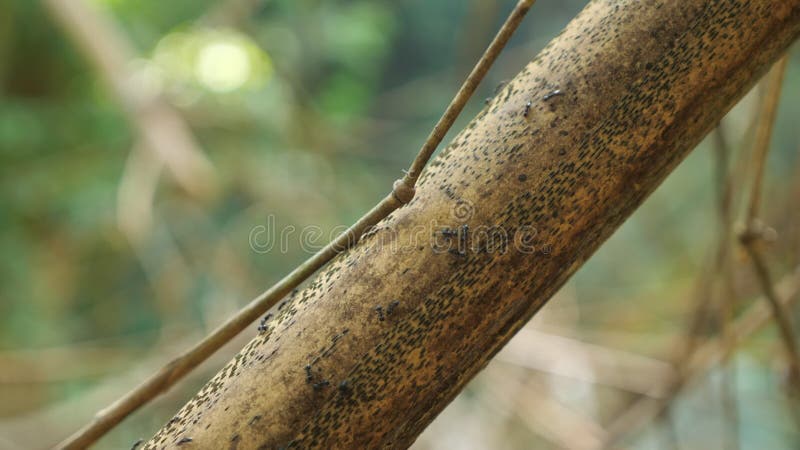 Les fourmis noires travaillent rapidement le long de l'arbre en bambou sec avec les branches minces