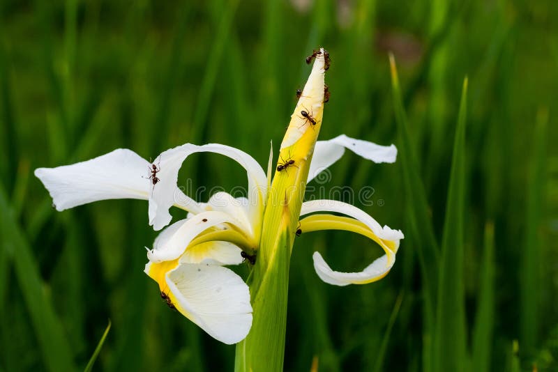 Les fourmis sont dures au travail sur cet iris blanc photo libre de droits Les fourmis sont dures au travail sur cet iris blanc photo libre de droits