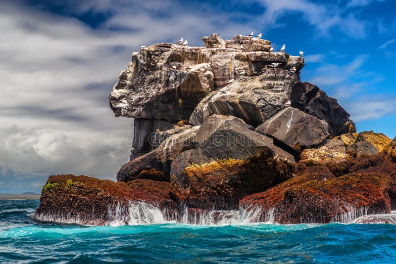 Les Galapagos nature et animaux : Boobies de Nazca et lions de mer sur la roche dans l'océan