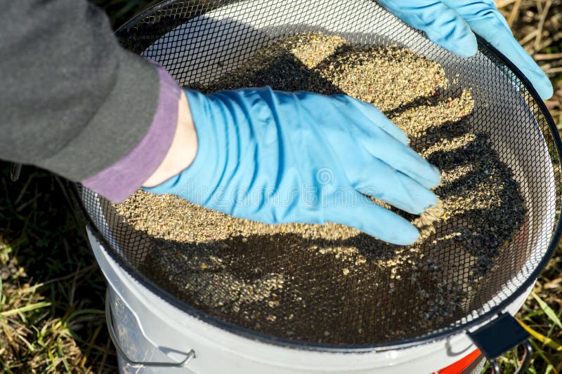 Les gants de pêcheur tamise l'amorce au travers du tamis dans le seau photographie stock libre de droits Les gants de pêcheur tamise l'amorce au travers du tamis dans le seau photographie stock libre de droits