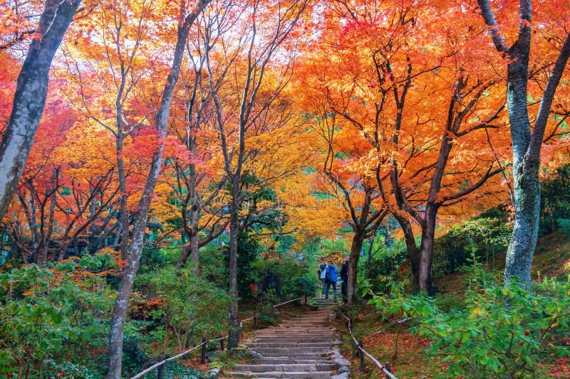 Les gens aiment le jardin des feuilles d'automne coloré au temple jojakkoji arashiyama photographie stock libre de droits