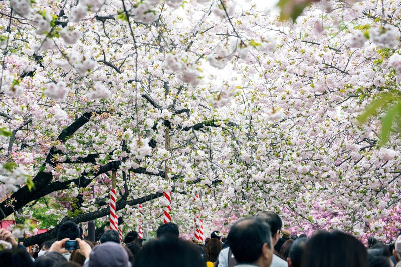 Les gens apprécient des fleurs de cerisier (Sakura) en parc d'Ueno, Tokyo photos libres de droits Les gens apprécient des fleurs de cerisier (Sakura) en parc d'Ueno, Tokyo photos libres de droits