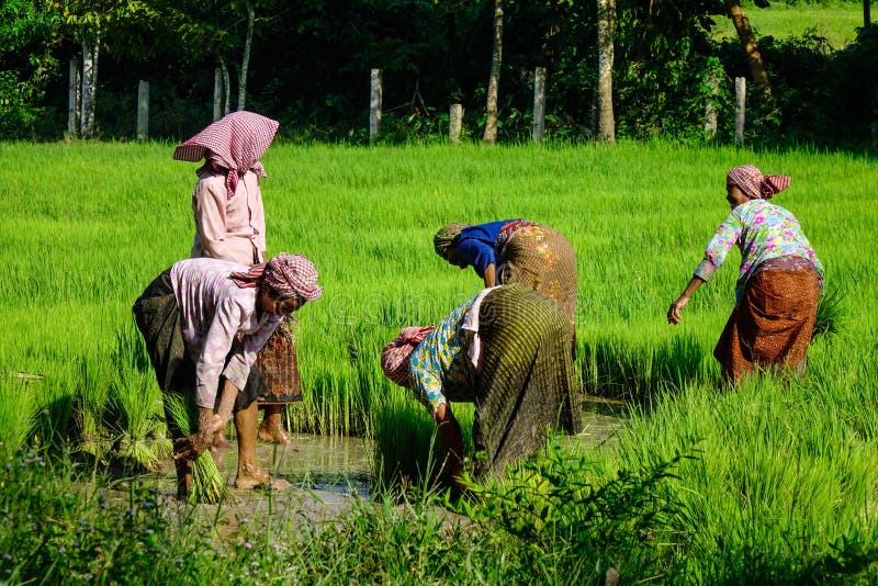 Les gens travaillant au gisement de riz au Vietnam photographie stock Les gens travaillant au gisement de riz au Vietnam photographie stock