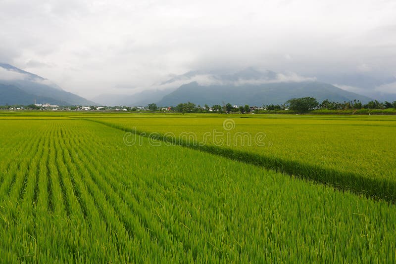 Les rizières de Taïwan photos libres de droits