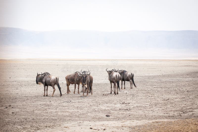 Les gnous, ont également appelé des antilopes de gnou Connochaetes photo stock Les gnous, ont également appelé des antilopes de gnou Connochaetes photo stock