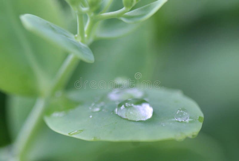 les gouttelettes proches de rosée engazonnent l'eau haute parfaite de matin de lame photos libres de droits les gouttelettes proches de rosée engazonnent l'eau haute parfaite de matin de lame photos libres de droits