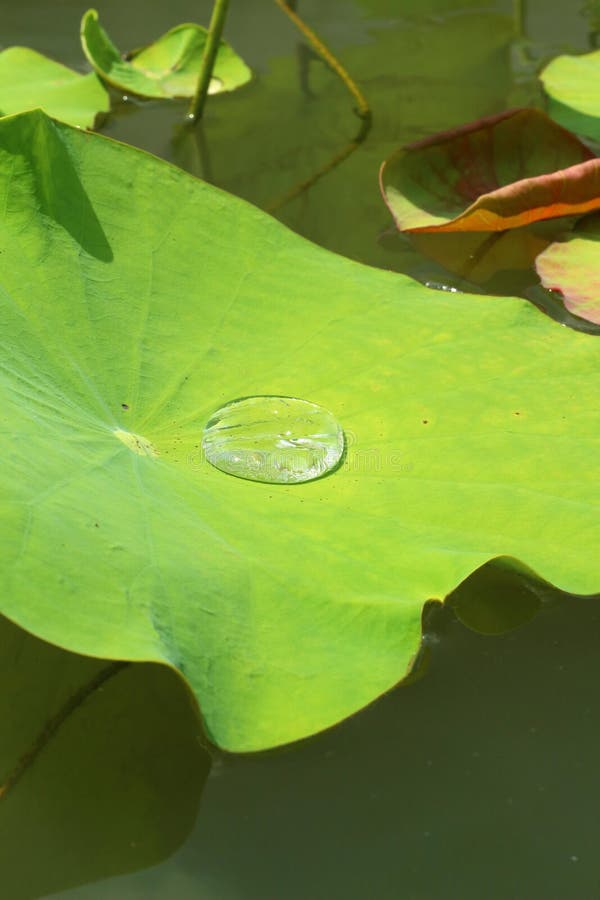 Les gouttes de l'eau sur un lotus poussent des feuilles, fond naturel images libres de droits Les gouttes de l'eau sur un lotus poussent des feuilles, fond naturel images libres de droits