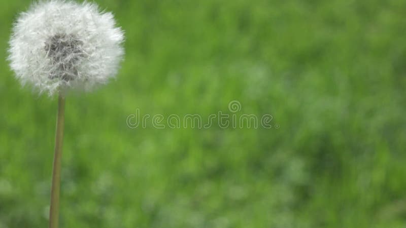 Les graines de Dandelion sont soufflées et volent sur un fond vert, au ralenti