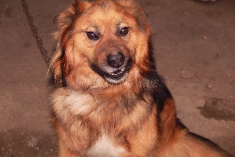 Les grandes, rouges grimaces de chien photos libres de droits Les grandes, rouges grimaces de chien photos libres de droits