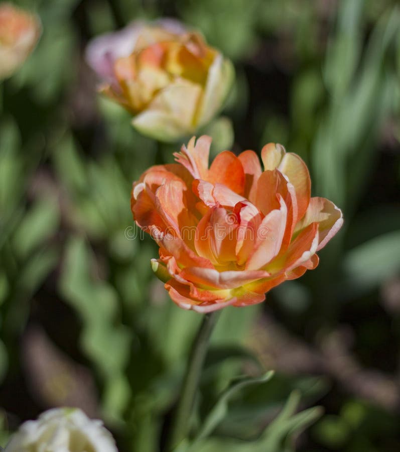 Les grandes tulipes oranges se ferment images libres de droits Les grandes tulipes oranges se ferment images libres de droits