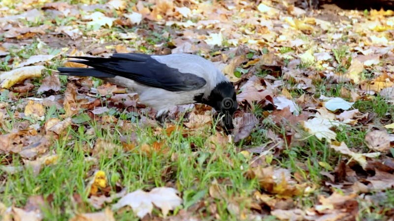 Les grands oiseaux qui ferment dans le parc trouvent de la nourriture Drôle, mignon banque de vidéos