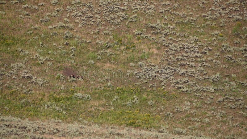 Les grizzlis éloignés se réunissent sur la colline