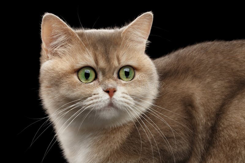 Les Gros Anglais En Gros Plan Cat Gold Chinchilla Yeux Verts Noir D Isolement Photo Stock Image Du Closeup Isolement Les Gros Anglais En Gros Plan Cat Gold Chinchilla Yeux Verts Noir D Isolement Photo Stock Image Du Closeup Isolement