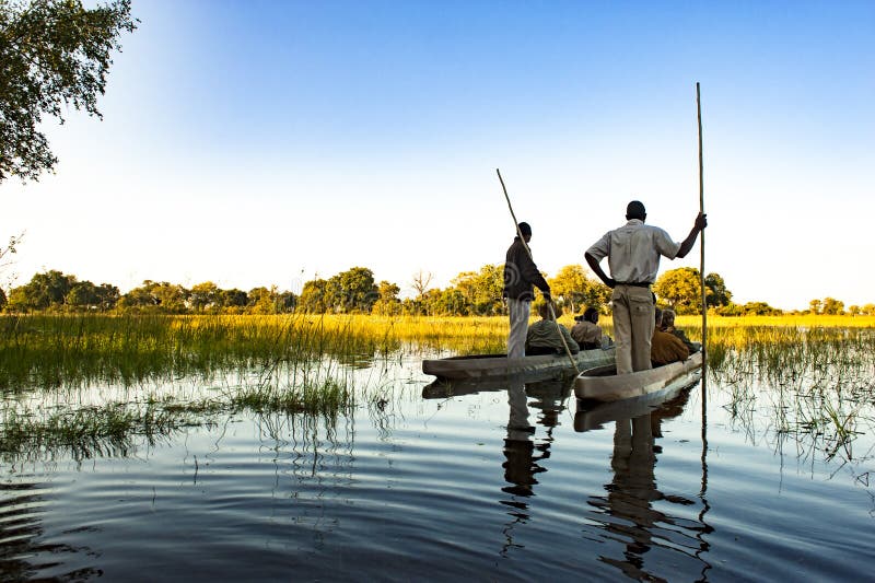 Les guides faisant Okavango se déclenchent avec le canoë de pirogue au Botswana