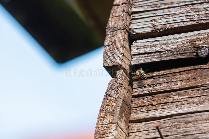 Les guêpes volent dans leur nid derrière de vieux panneaux en bois photo stock Les guêpes volent dans leur nid derrière de vieux panneaux en bois photo stock