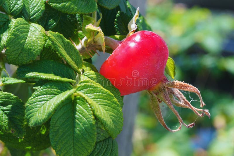 Les hanches rouges et les feuilles vertes sous le soleil Fermeture image stock