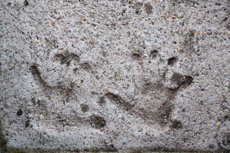 Les handprints de Child réglés en béton photographie stock libre de droits Les handprints de Child réglés en béton photographie stock libre de droits