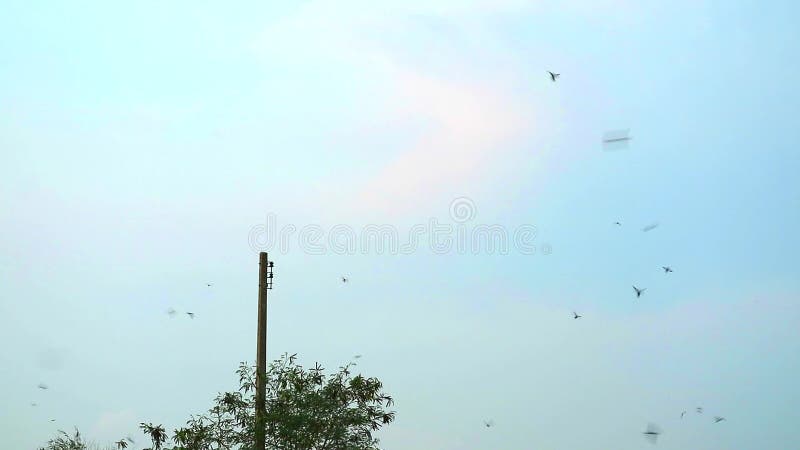 Les hirondelles volent dans le ciel pour nourrir les insectes le soir