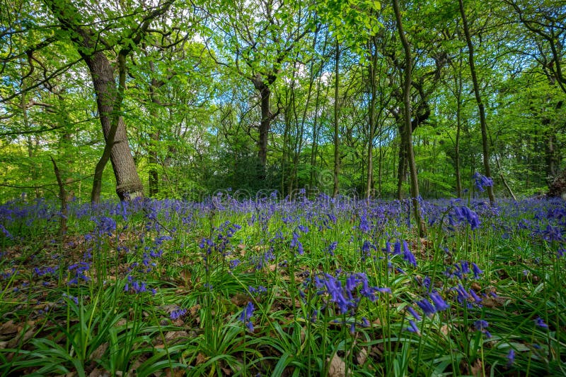 Les jacinthes des bois de floraison fleurissent au printemps, le Royaume-Uni photos libres de droits Les jacinthes des bois de floraison fleurissent au printemps, le Royaume-Uni photos libres de droits