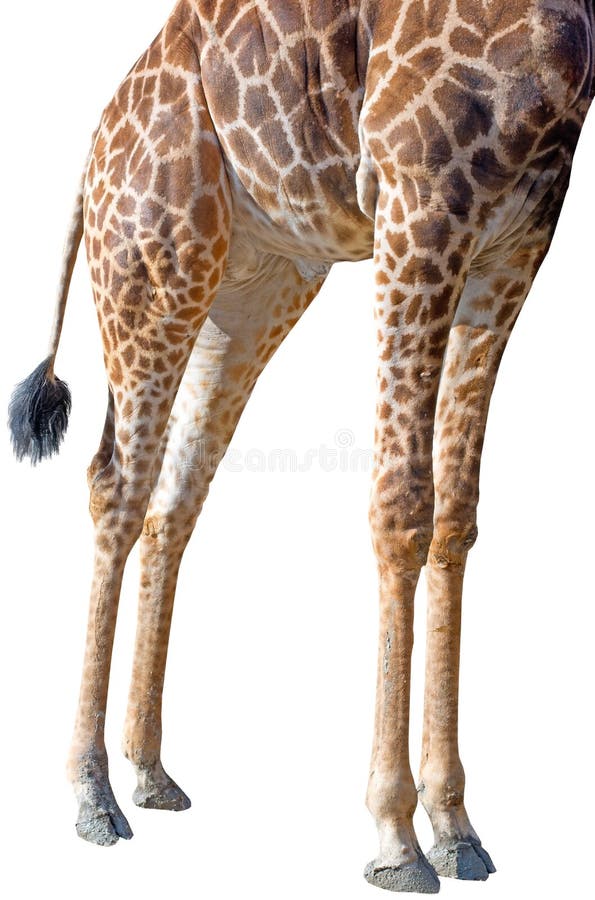 Girafe photo stock. Image du fille, vert, personne, herbe 55075308