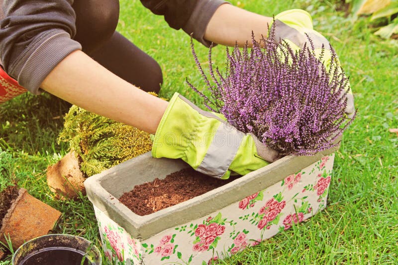 planter une fleur dans un pot