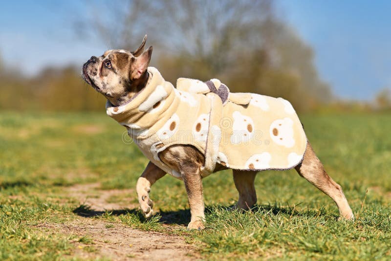 Young French Bulldog dogs wearing bathrobe made from fleece fabric to dry faster after swimming. Young French Bulldog dogs wearing bathrobe made from fleece fabric to dry faster after swimming