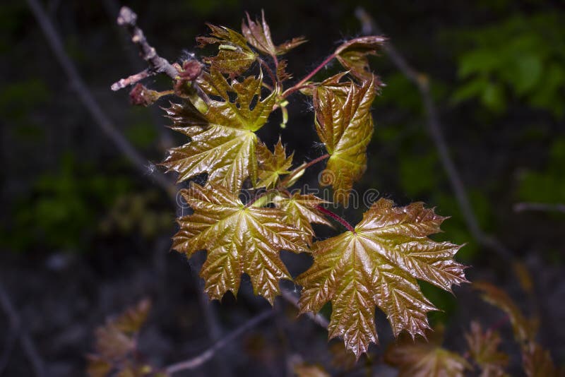 Les jeunes feuilles brillantes de l'érable qui s'est développé en premier ressort photos libres de droits Les jeunes feuilles brillantes de l'érable qui s'est développé en premier ressort photos libres de droits