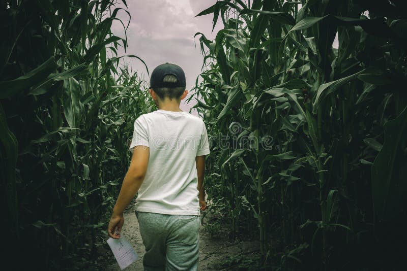 Young boys lost in spooky summer corn maze run, chasing and playing in labyrinth adventure with moody atmosphere. Young boys lost in spooky summer corn maze run, chasing and playing in labyrinth adventure with moody atmosphere