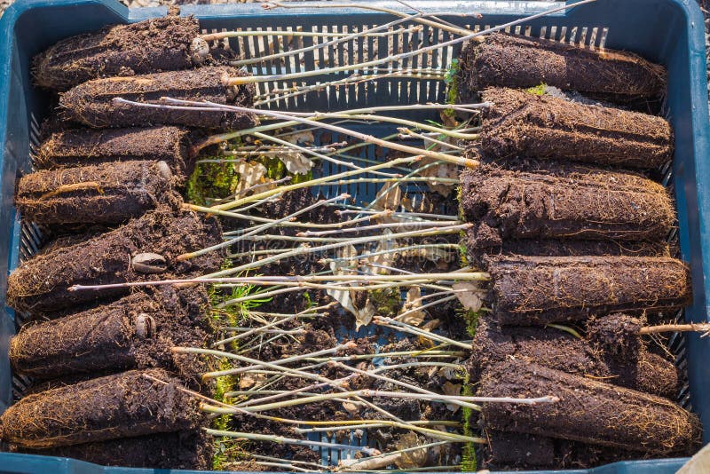Les jeunes plantes de chêne avec un système fermé de racine en tourbe se situent dans une boîte en plastique photos libres de droits Les jeunes plantes de chêne avec un système fermé de racine en tourbe se situent dans une boîte en plastique photos libres de droits