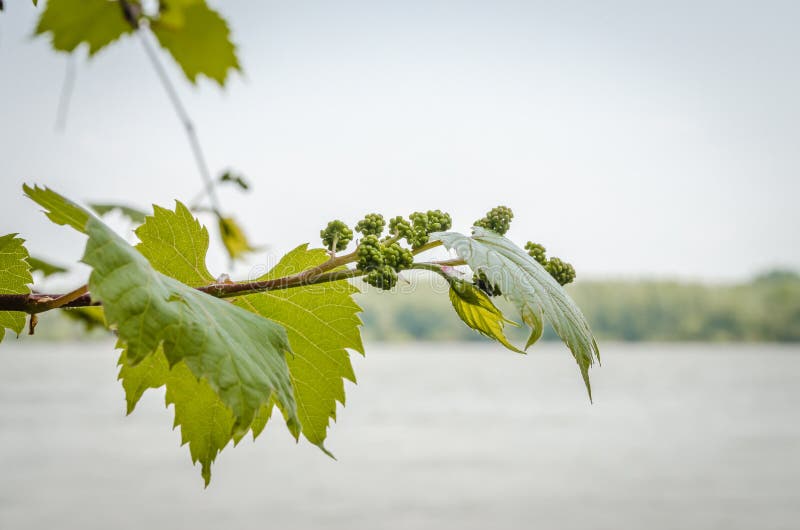 Les jeunes tiges de la vigne photographie stock Les jeunes tiges de la vigne photographie stock