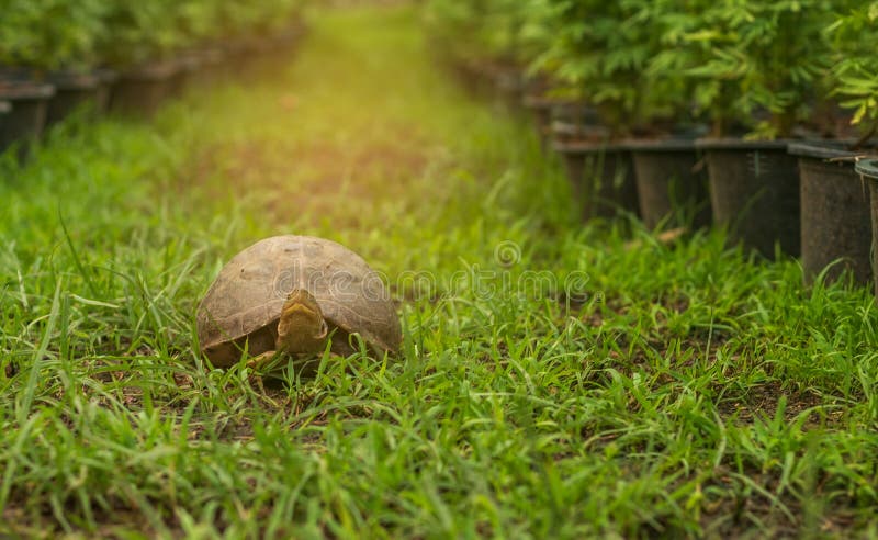 Les jeunes tortues marchent sur l'herbe photographie stock libre de droits Les jeunes tortues marchent sur l'herbe photographie stock libre de droits
