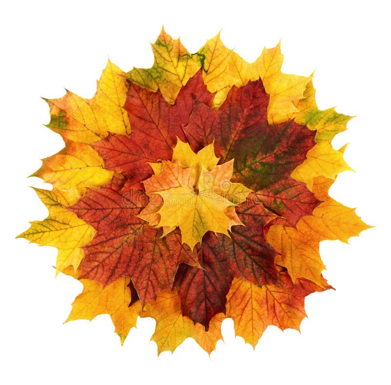 Les lames d'automne colorées ont arrangé dans une forme de fleur