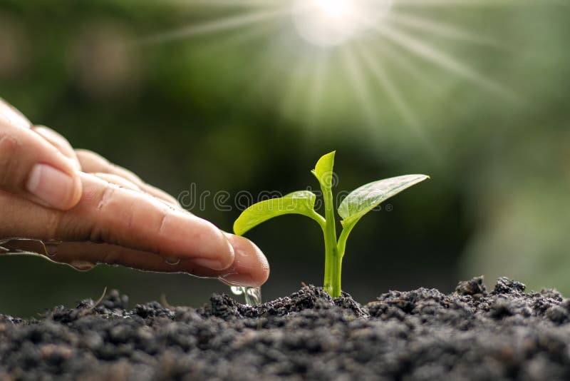 Farmer`s hands are watering and caring for trees, sustainable nature preservation ideas, and Earth Day. Farmer`s hands are watering and caring for trees, sustainable nature preservation ideas, and Earth Day