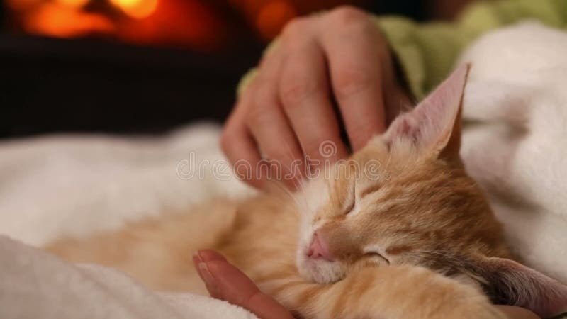 Les mains de femme choient le chaton mignon dormant dans son recouvrement clips vidéos