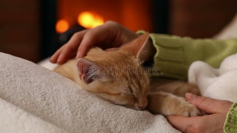 Les mains de femme choient le chaton orange mignon dormant dans son recouvrement banque de vidéos