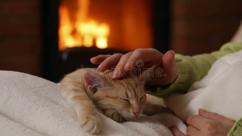 Les mains de femme choient le chaton orange mignon dormant dans son recouvrement clips vidéos
