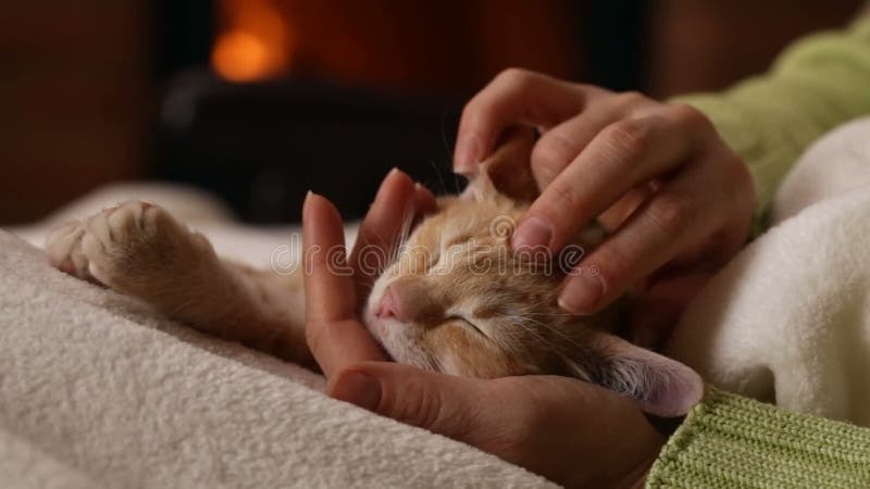 Les mains de femme tiennent le chef orange mignon de chaton dormant dans sa paume banque de vidéos