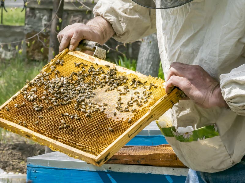 Les mains de l'apiculteur tenant un cadre en bois avec des nids d'abeilles Inspection de la ruche au jardin de rucher au printemp photographie stock Les mains de l'apiculteur tenant un cadre en bois avec des nids d'abeilles Inspection de la ruche au jardin de rucher au printemp photographie stock