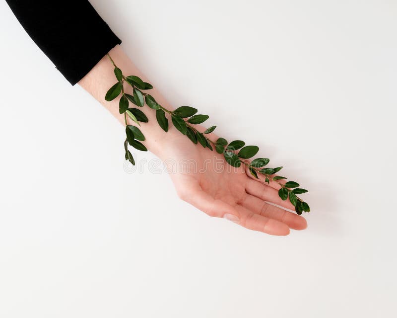 Les mains de la femme bien toilettée avec les feuilles vertes sur la table Cosmétiques pour l'anti ride de mains Beauté, tendress image libre de droits Les mains de la femme bien toilettée avec les feuilles vertes sur la table Cosmétiques pour l'anti ride de mains Beauté, tendress image libre de droits