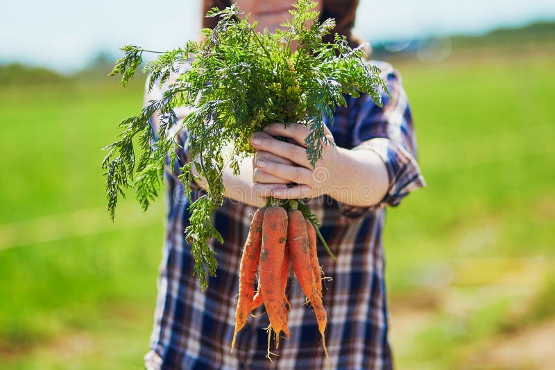 Les mains de la femme tenant les carottes organiques mûres fraîches image libre de droits Les mains de la femme tenant les carottes organiques mûres fraîches image libre de droits