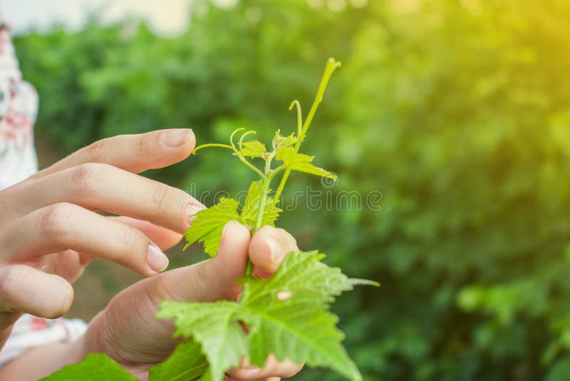 Les mains de la fille touchent la récolte des raisins Raisins croissants de examen d'agriculteur photographie stock Les mains de la fille touchent la récolte des raisins Raisins croissants de examen d'agriculteur photographie stock