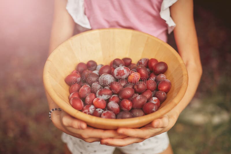 Les mains des enfants tenant une cuvette en bois avec les prunes mûres Moisson dans le jardin photographie stock libre de droits Les mains des enfants tenant une cuvette en bois avec les prunes mûres Moisson dans le jardin photographie stock libre de droits