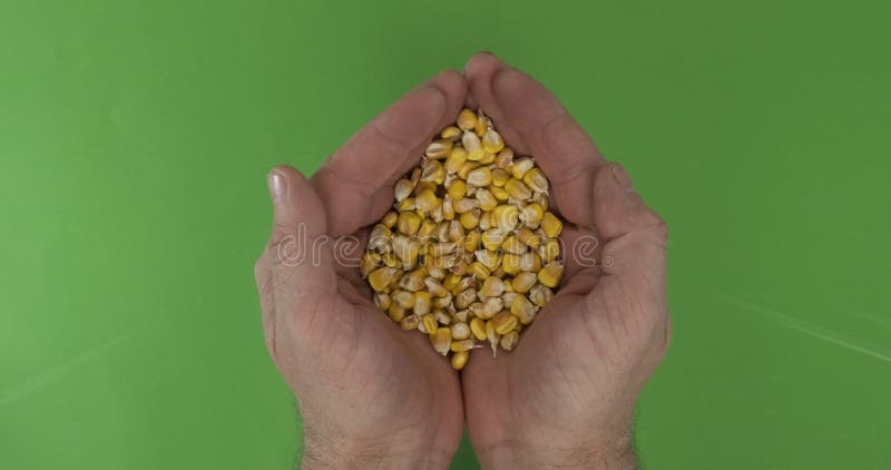 Les mains des hommes prennent un tas de grains de maïs sur un fond vert. Vue de dessus. banque de vidéos