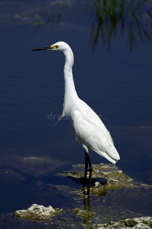 Snowy egret white heron everglades state national park florida usa vertical. Snowy egret white heron everglades state national park florida usa vertical