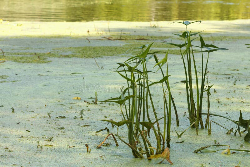 Les mauvaises herbes et les roseaux s'accumulent, lac ou rivière photo stock