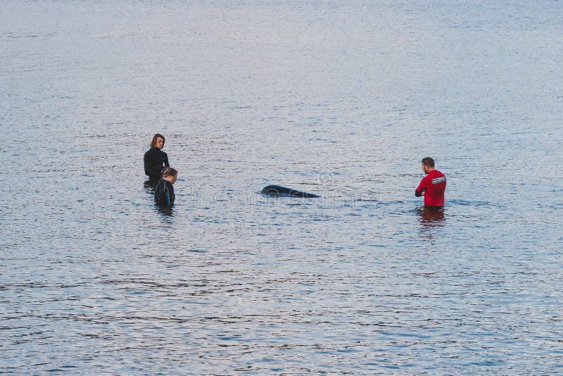 Les membres et les résidents qui sauvent la vie tentent d'aider et d'aider une baleine pilote échouée à remonter dans les eaux pl photos libres de droits Les membres et les résidents qui sauvent la vie tentent d'aider et d'aider une baleine pilote échouée à remonter dans les eaux pl photos libres de droits