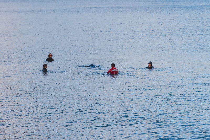 Les membres et les résidents qui sauvent la vie tentent d'aider et d'aider une baleine pilote échouée à remonter dans les eaux pl photo stock Les membres et les résidents qui sauvent la vie tentent d'aider et d'aider une baleine pilote échouée à remonter dans les eaux pl photo stock